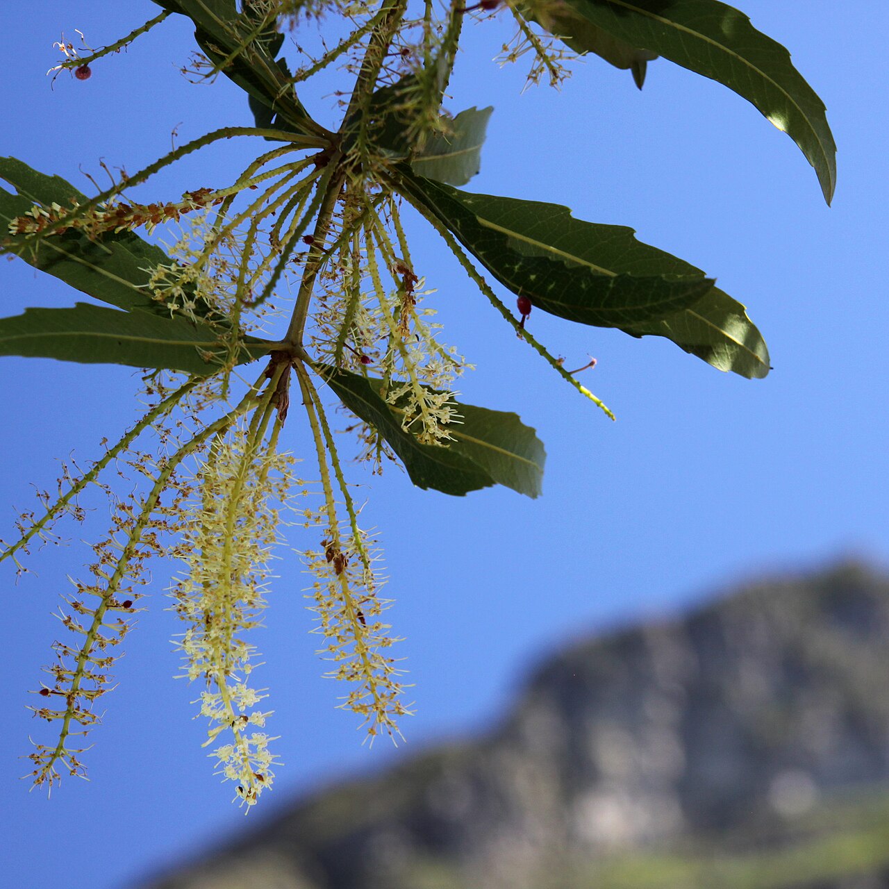Brabejum stellatifolium: Brabejum stellatifolium (wild almond), Kirstenbosch