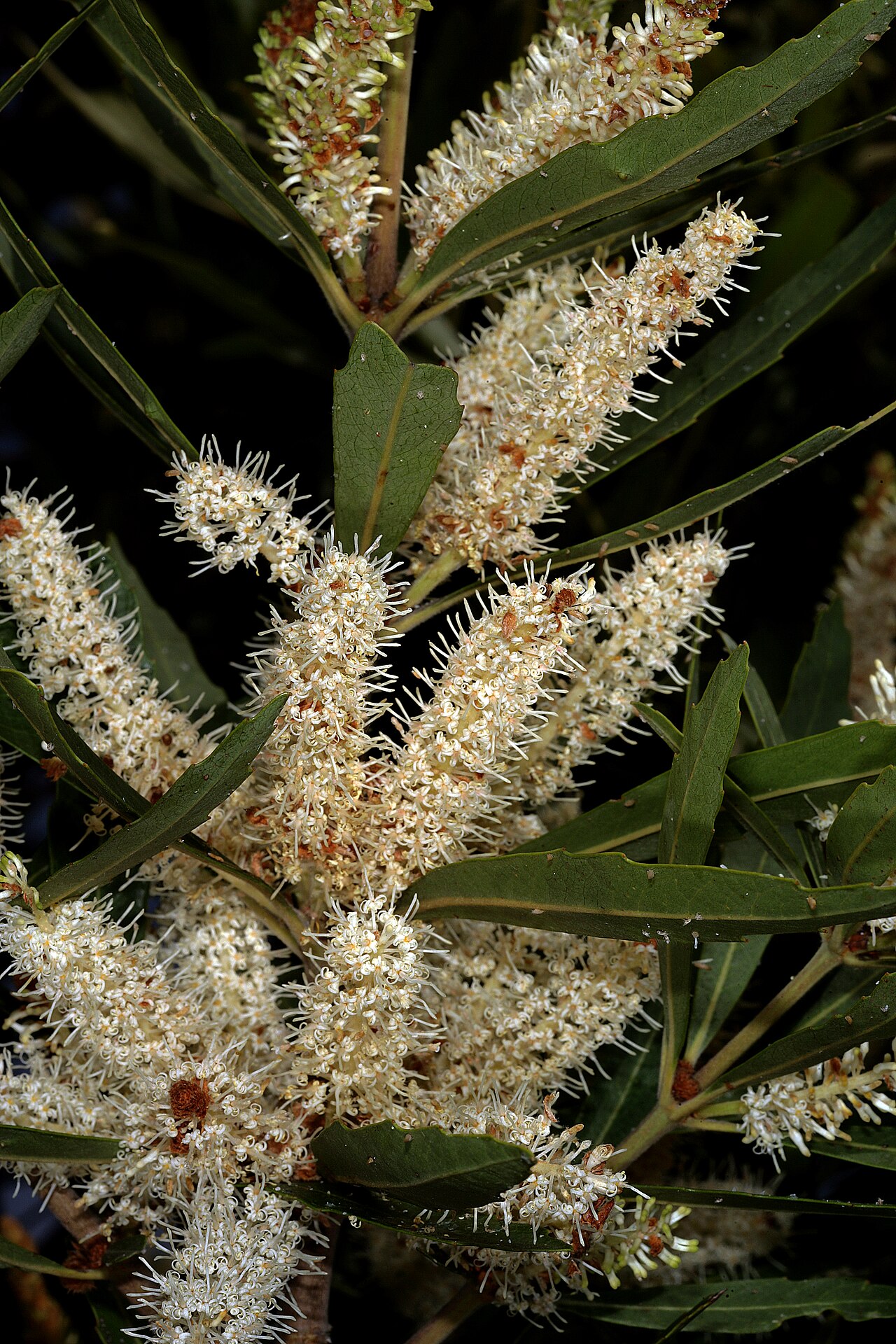 Brabejum stellatifolium: Brabejum stellatifolium , inflorescences; Helderberg Nature Reserve, Somerset West, Western Cape, South Africa