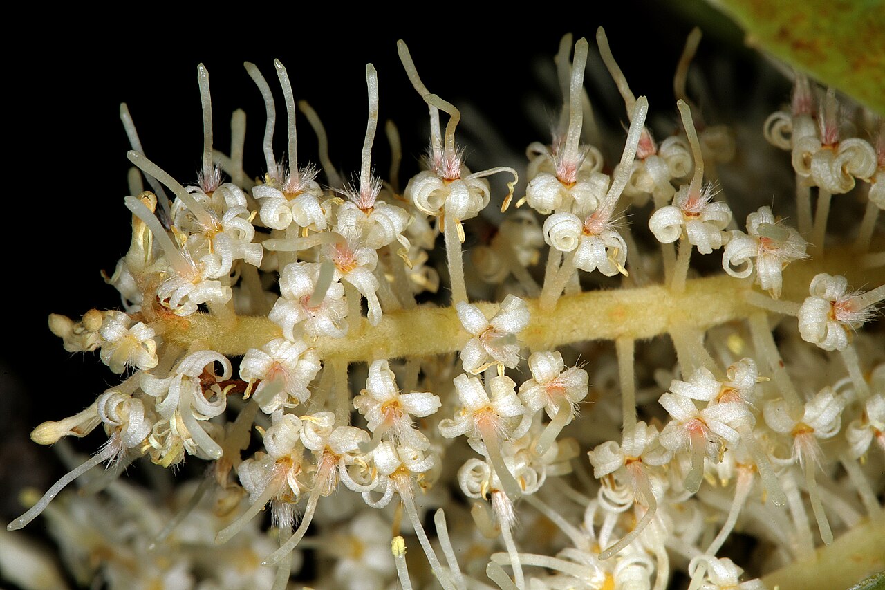 Brabejum stellatifolium: Brabejum stellatifolium , flowers; Pretoria National Botanical Garden, Pretoria, Gauteng, South Africa