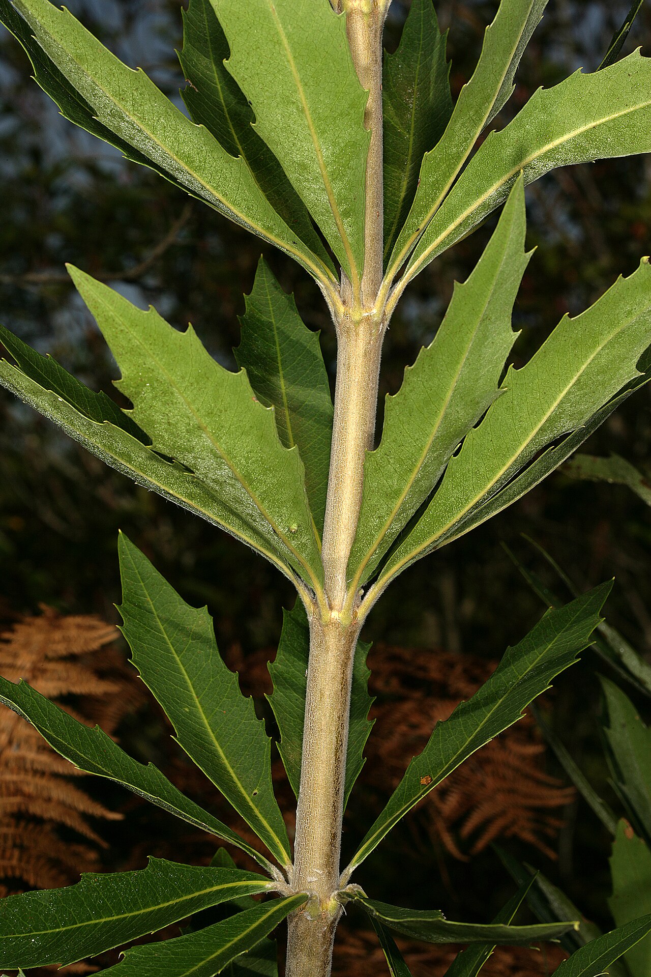 Brabejum stellatifolium: Brabejum stellatifolium , showing leaves arranged in whorls; Kirstenbosch National Botanical Garden, Cape Town, Western Cape, South Africa