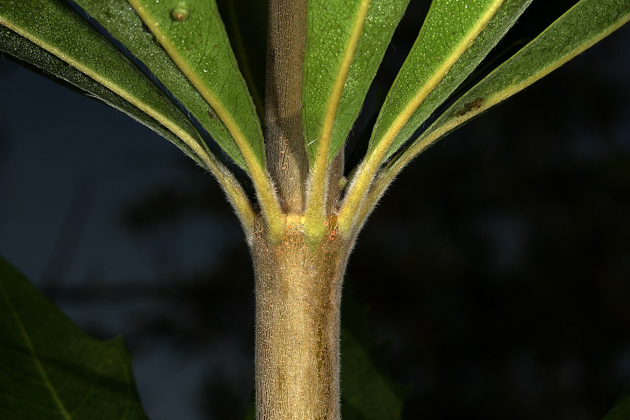 Brabejum stellatifolium: Brabejum stellatifolium , showing leaves arranged in whorls; Kirstenbosch National Botanical Garden, Cape Town, Western Cape, South Africa