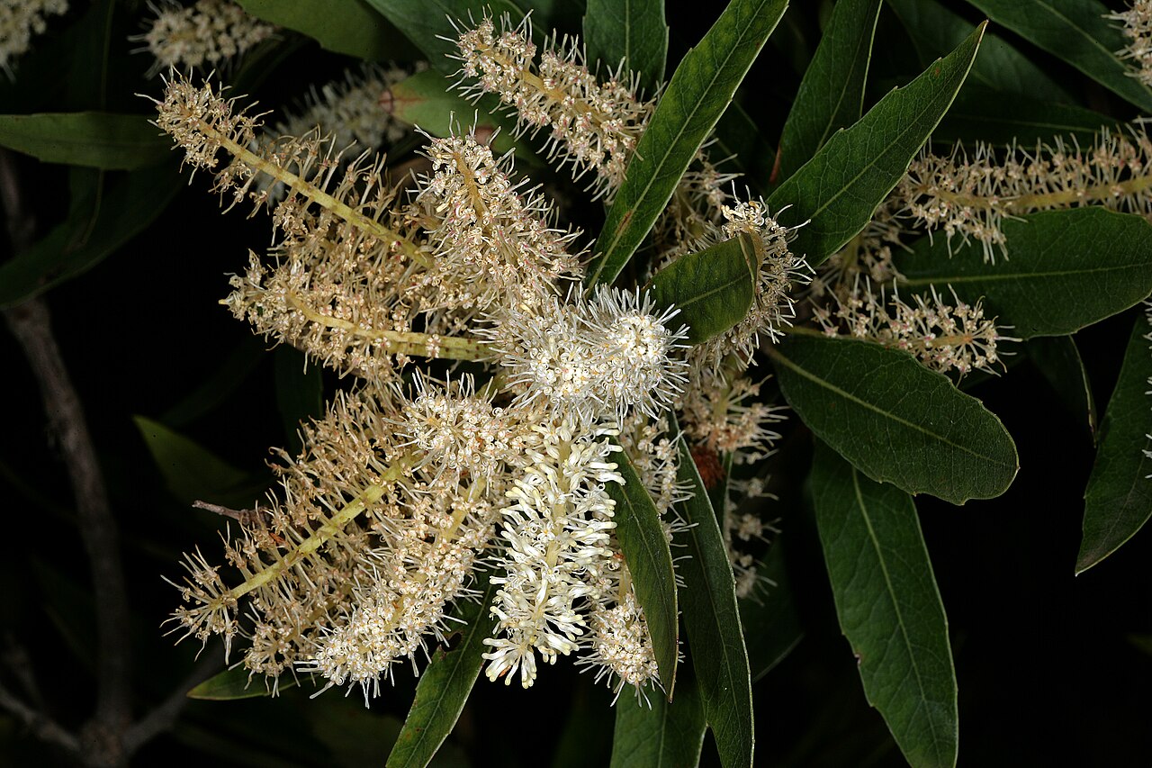 Brabejum stellatifolium: Brabejum stellatifolium , inflorescences; Pretoria National Botanical Garden, Pretoria, Gauteng, South Africa