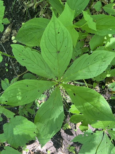 Brachybotrys paridiformis (Brachybotrys paridiformis)