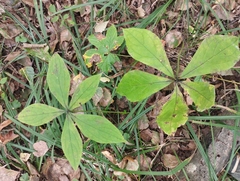 Brachybotrys paridiformis (Brachybotrys paridiformis)