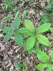 Brachybotrys paridiformis (Brachybotrys paridiformis)