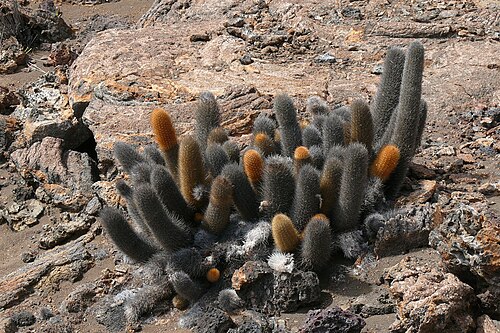Lava cactus