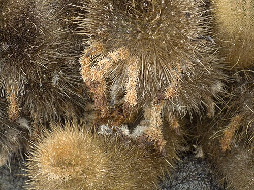 Lava cactus: Brachycereus nesioticus (Lava Cactus) with remains of flowers, on lava, Sullivan Bay, Santiago Island, Galapágos