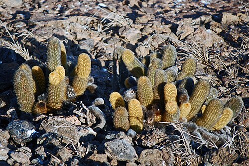 Lava cactus: Darwin Bay, near Prince Philip's Steps / Genovesa Island / Brachycereus [ Lava Cactus ]