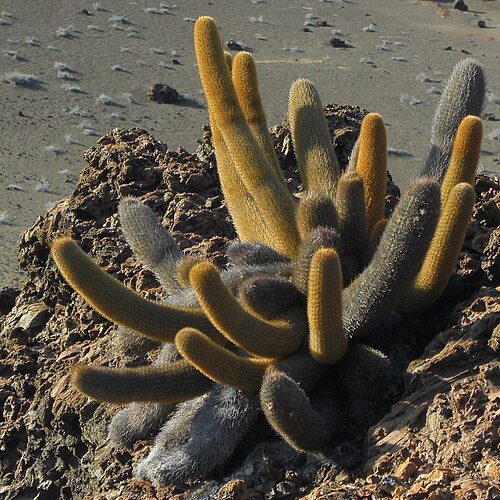 Lava cactus: Brachycereus nesioticus (endemic species) Bartolomé Island, Galápagos, 20130130-30
