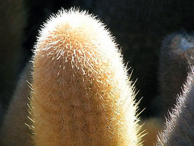 Lava cactus: Location taken: Galapagos. Names: Brachycereus nesioticus (K. Schum.) Backeb. , Brachycereus, Cactus de lava, Lava cactu Classification: Plantae > Magnoliophyta