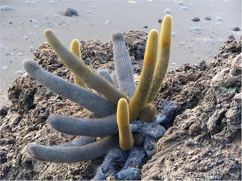 Lava cactus: Location taken: Galapagos. Names: Brachycereus nesioticus (K. Schum.) Backeb. , Brachycereus, Cactus de lava, Lava cactu Classification: Plantae > Magnoliophyta