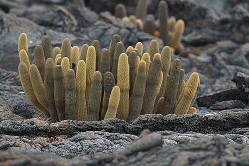 Lava cactus: Lava cactus