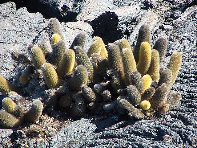 Lava cactus: Location taken: Galapagos. Names: Brachycereus nesioticus (K. Schum.) Backeb. , Brachycereus, Cactus de lava, Lava cactu Classification: Plantae > Magnoliophyta