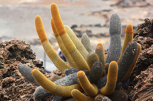 Lava cactus: Lava cactus ( Brachycereus nesioticus ) in the Galpagos Islands.