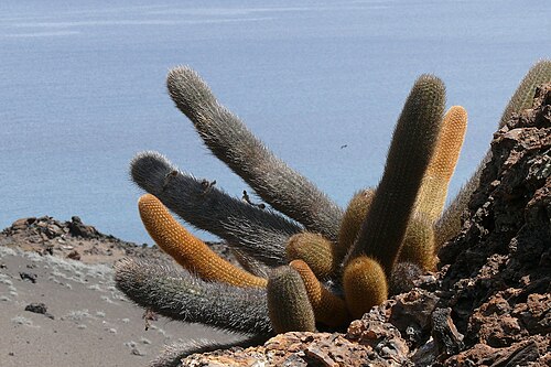 Lava cactus: Lava cactus