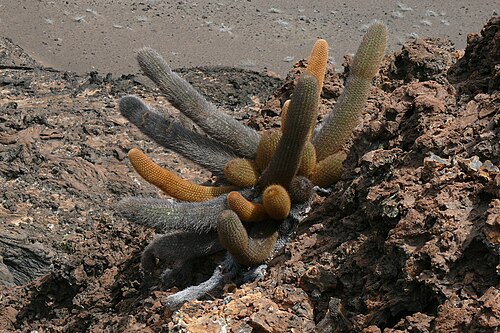 Lava cactus: Lava cactus
