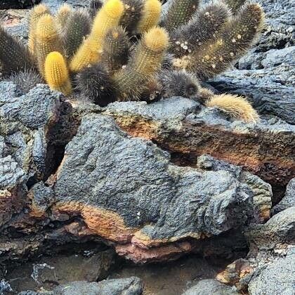 Lava cactus (Brachycereus nesioticus)