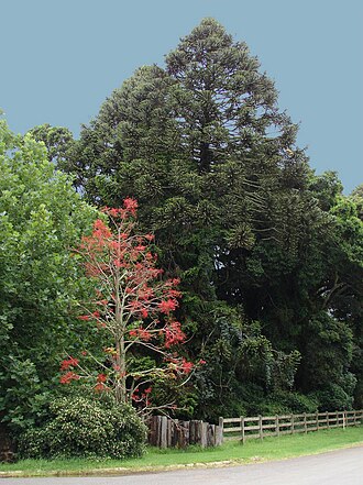 Flame bottletree: Bunya Araucaria bidwillii and flowering Brachychiton acerifolius , Bunya Mountains National park, Queensland, Australia