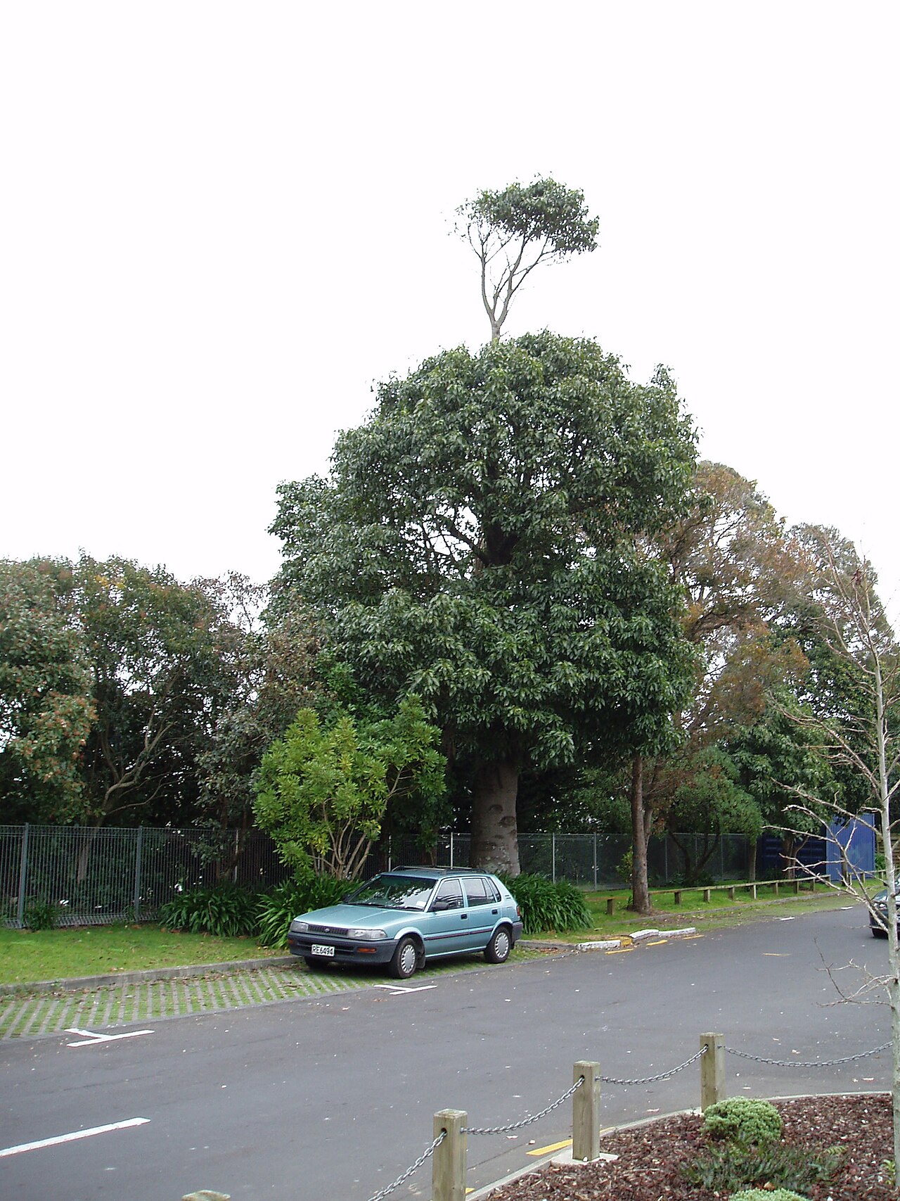 Flame bottletree (Brachychiton acerifolius)