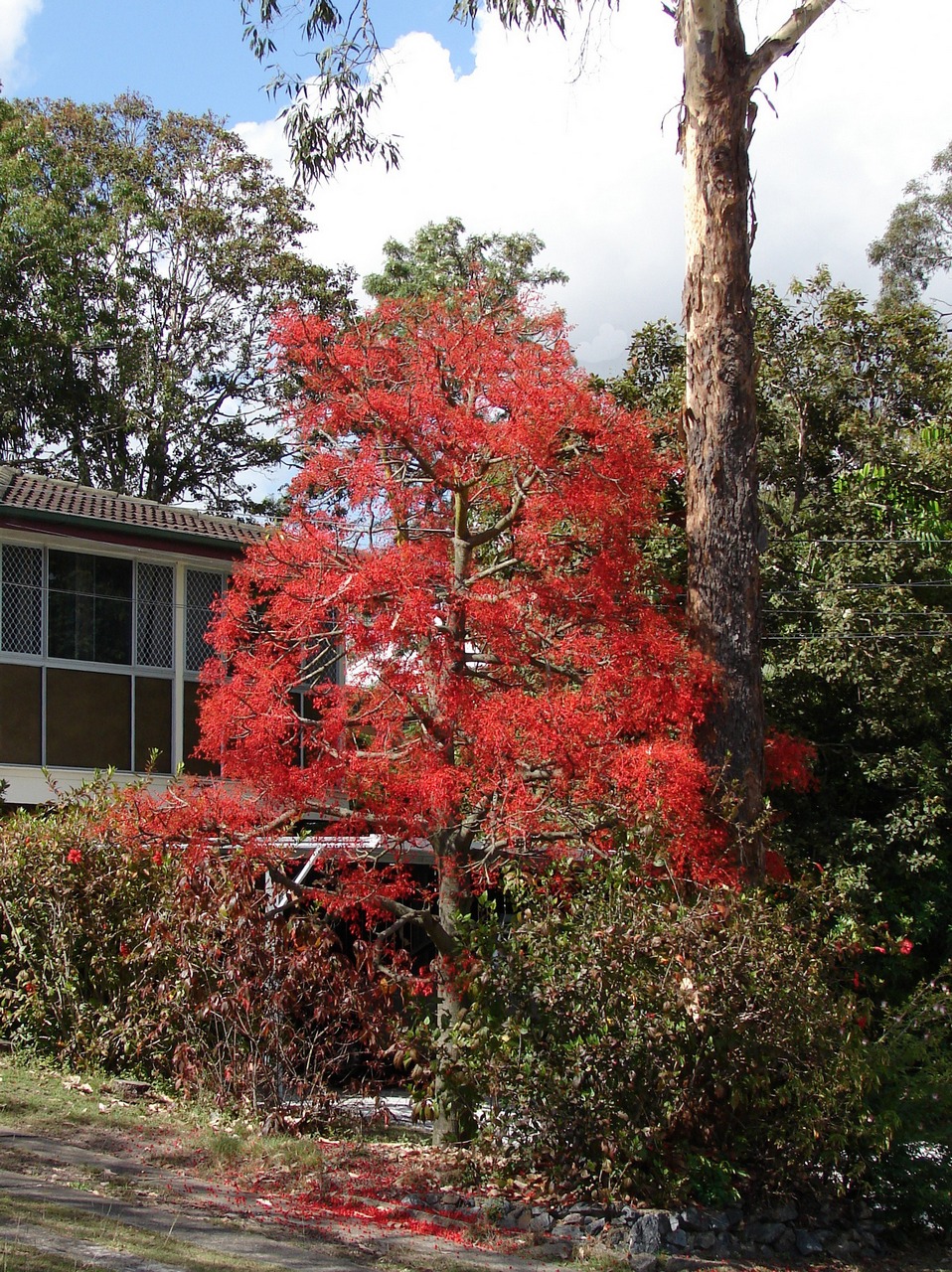 Flame bottletree: illawarra flame tree ( Brachychiton acerifolius ) It is generally deciduous tree, native to Australian rainforest. In a "good year" dramatic bell-shaped crimson
