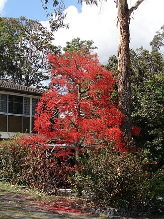 Flame bottletree: illawarra flame tree ( Brachychiton acerifolius ) It is generally deciduous tree, native to Australian rainforest. In a "good year" dramatic bell-shaped crimson