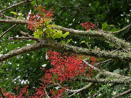 Flame bottletree: Brachychiton acerifolius - Illawarra Flame Tree, mossed, - growing in its natural environment - in the rainforest of Bunya Mountains National Park, Australia, Q