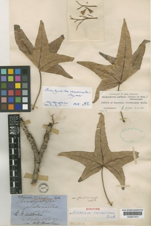 Brachychiton acuminatus: Brachychiton acuminatus - specimen K000671612 recorded by F. Mueller from Nuka Bay