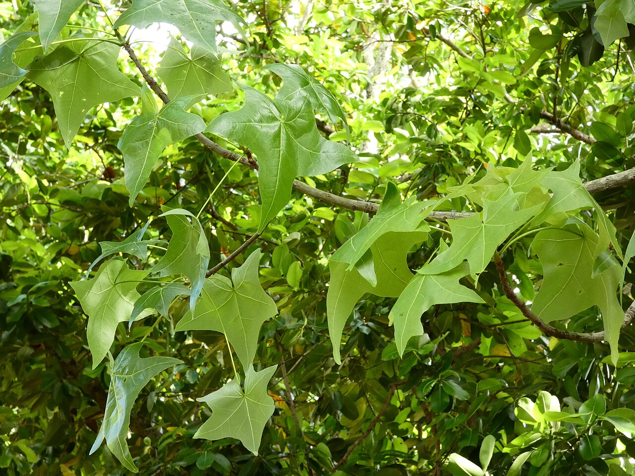 Brachychiton australis: Brachychiton australis planted in Cairns Pioneer Cemetary, Queensland