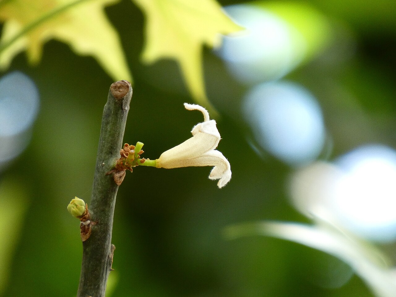 Brachychiton australis: Brachychiton australis planted in Cairns Pioneer Cemetary, Queensland