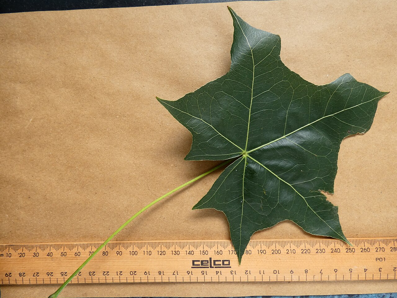 Brachychiton australis: Leaf of a Brachychiton australis tree cultivated in Cairns, Queensland