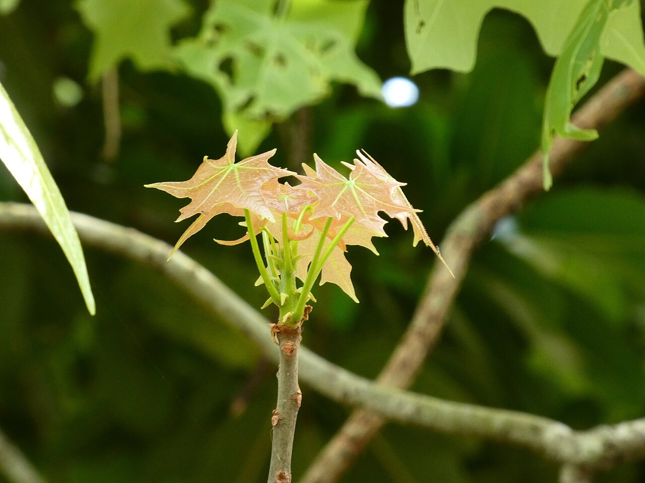 Brachychiton australis: Brachychiton australis planted in Cairns Pioneer Cemetary, Queensland