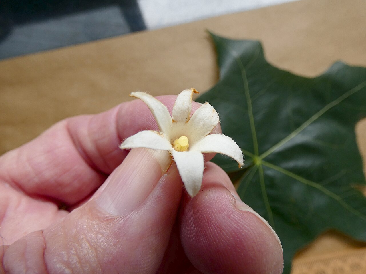Brachychiton australis: Flower and leaf of a Brachychiton australis tree cultivated in Cairns, Queensland
