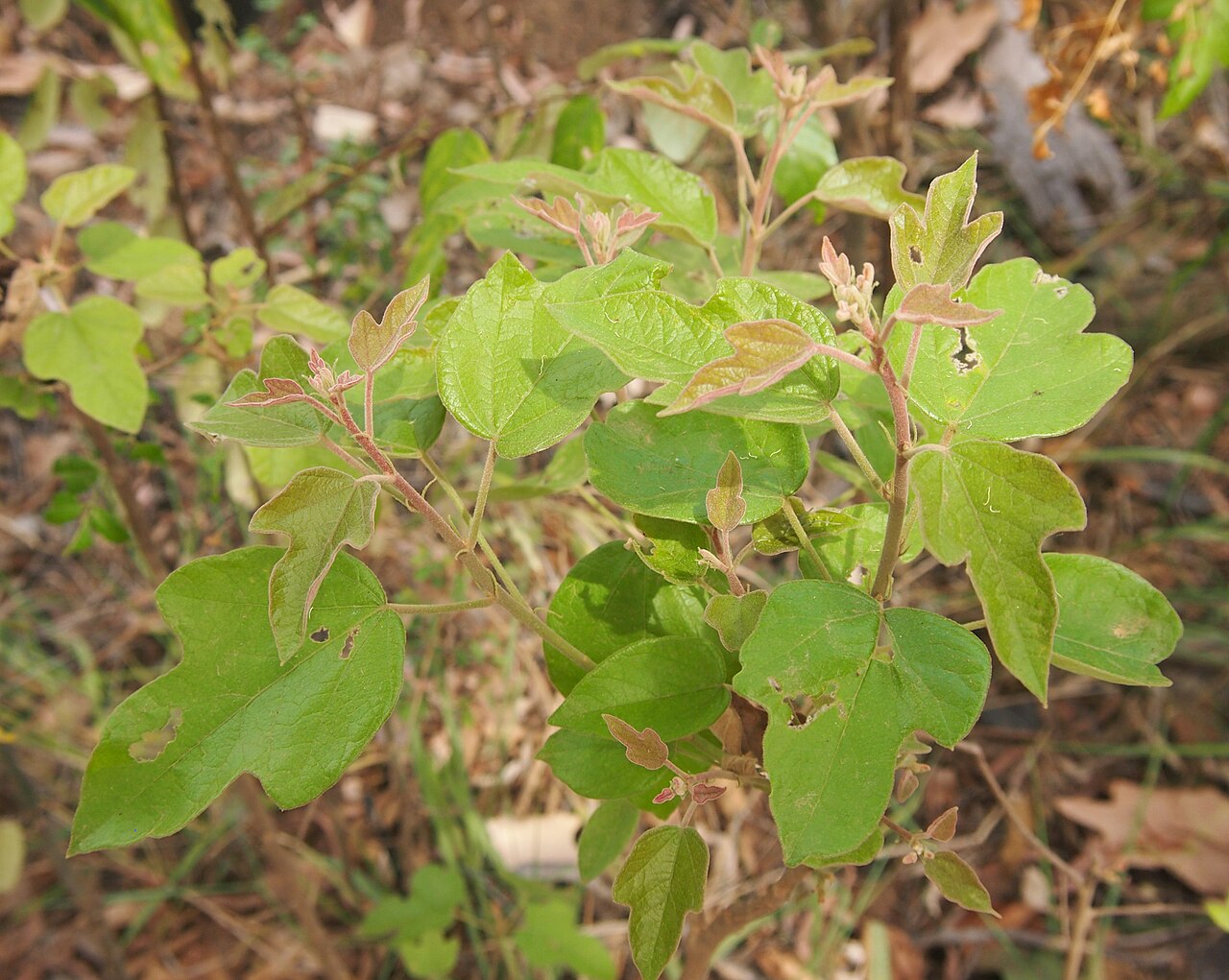Dwarf kurrajong: ' Brachychiton bidwillii foliage