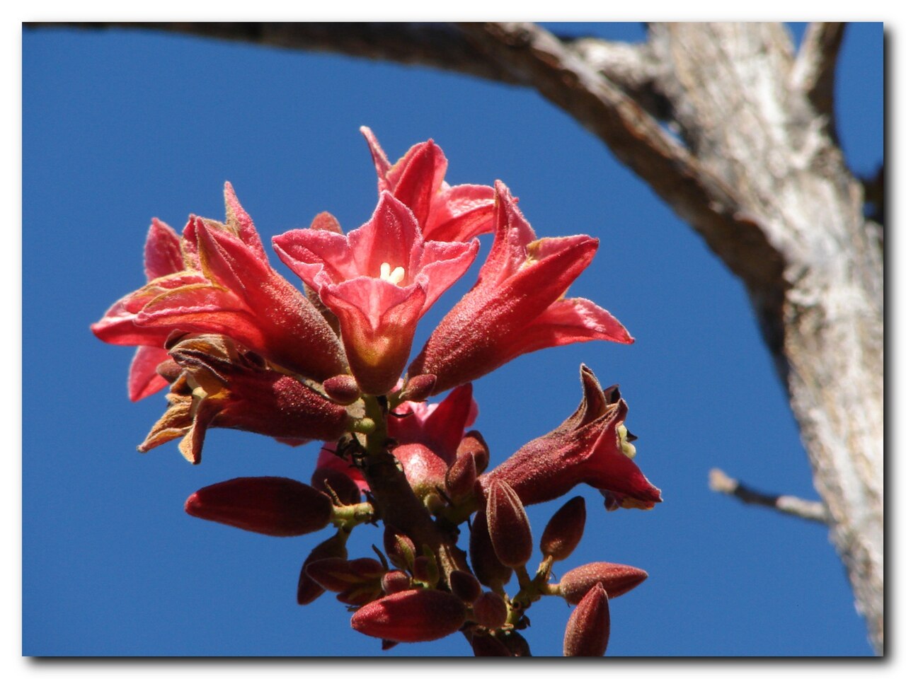 Dwarf kurrajong: Brachychiton bidwillii - Little Kurrajong, flowering tree, native to Australia.