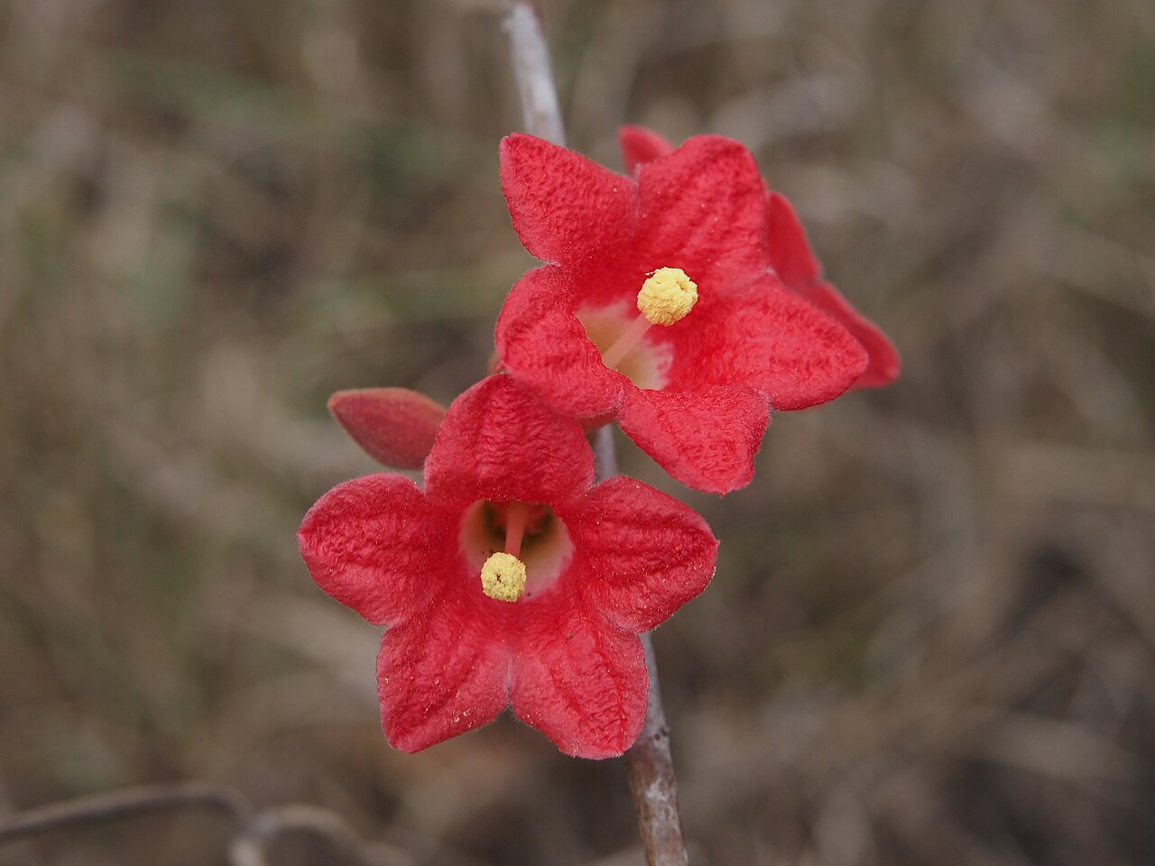 Dwarf kurrajong: ' Brachychiton bidwillii flowers