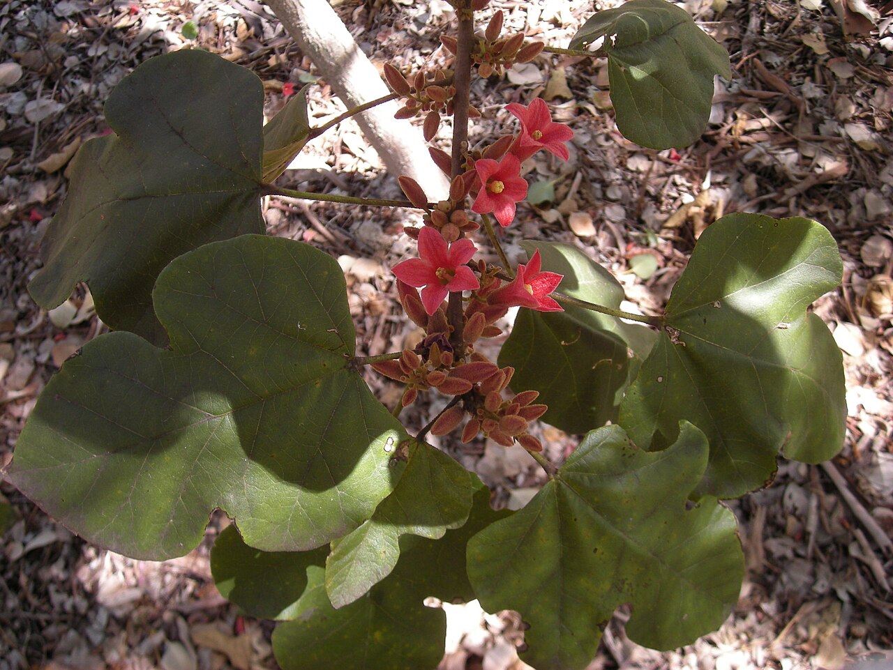 Dwarf kurrajong: Brachychiton bidwillii flowers and foliage. Malborough, Central Queensland.
