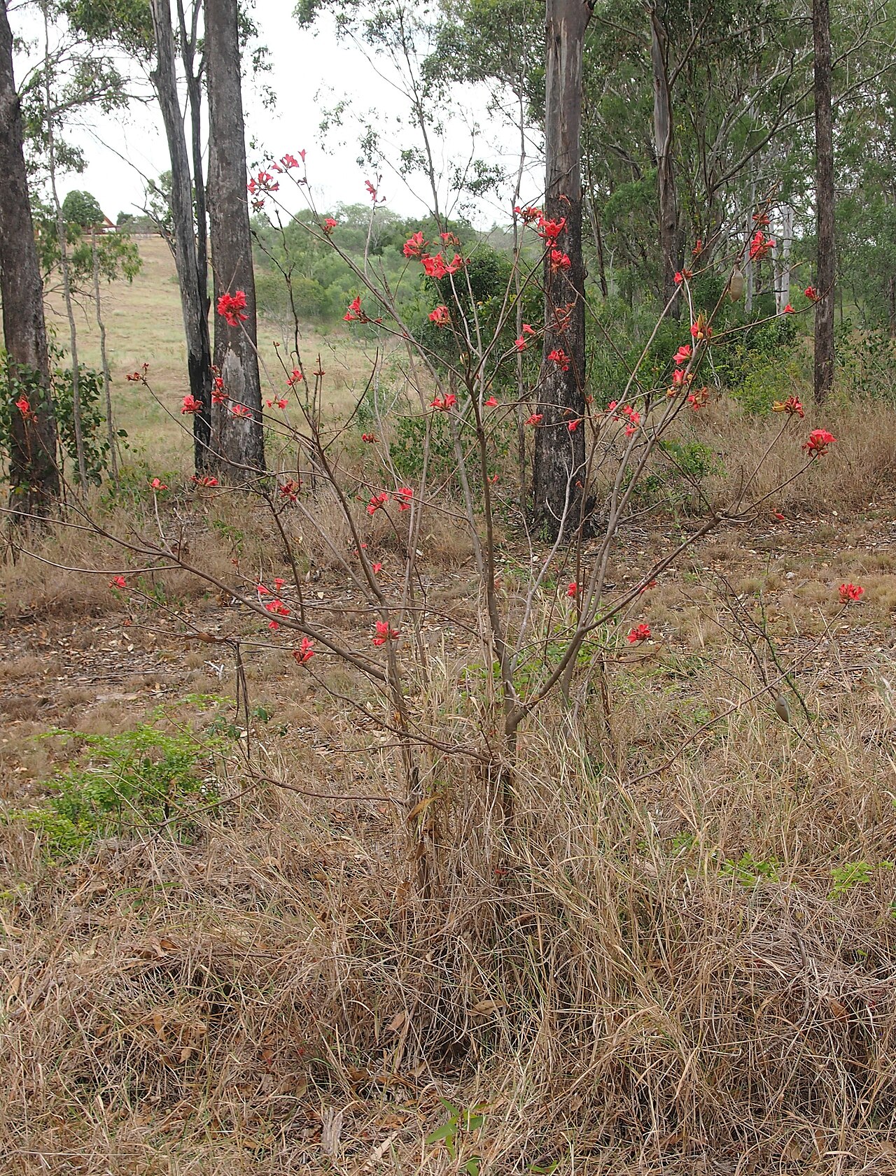 Dwarf kurrajong: ' Brachychiton bidwillii habit