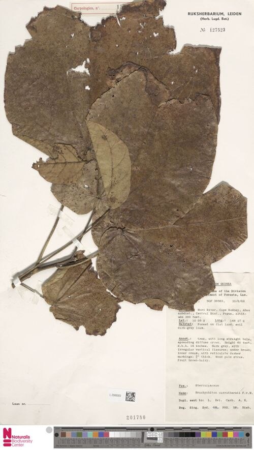 Brachychiton carruthersii: Brachychiton carruthersii ( L.2369303_2053118523) collected in Papua-New Guinea