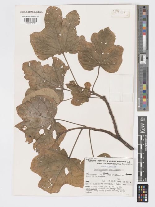 Brachychiton chillagoensis: Brachychiton chillagoensis specimen K005070781