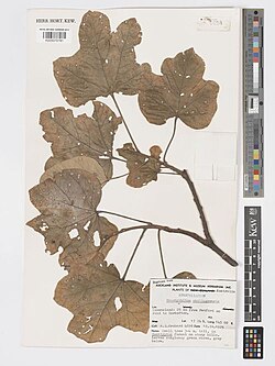 Brachychiton chillagoensis: Brachychiton chillagoensis specimen K005070781