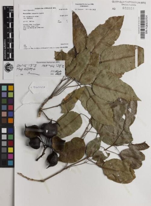 Brachychiton compactus: Brachychiton compactus