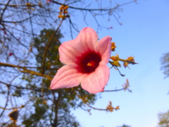 Pink flame tree (Brachychiton discolor)