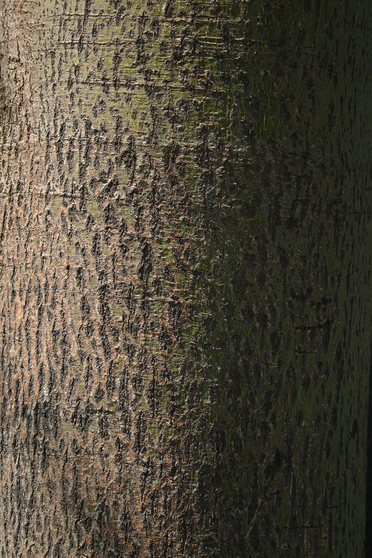 Pink flame tree: Brachychiton discolor bark - Honeydew, Johannesburg