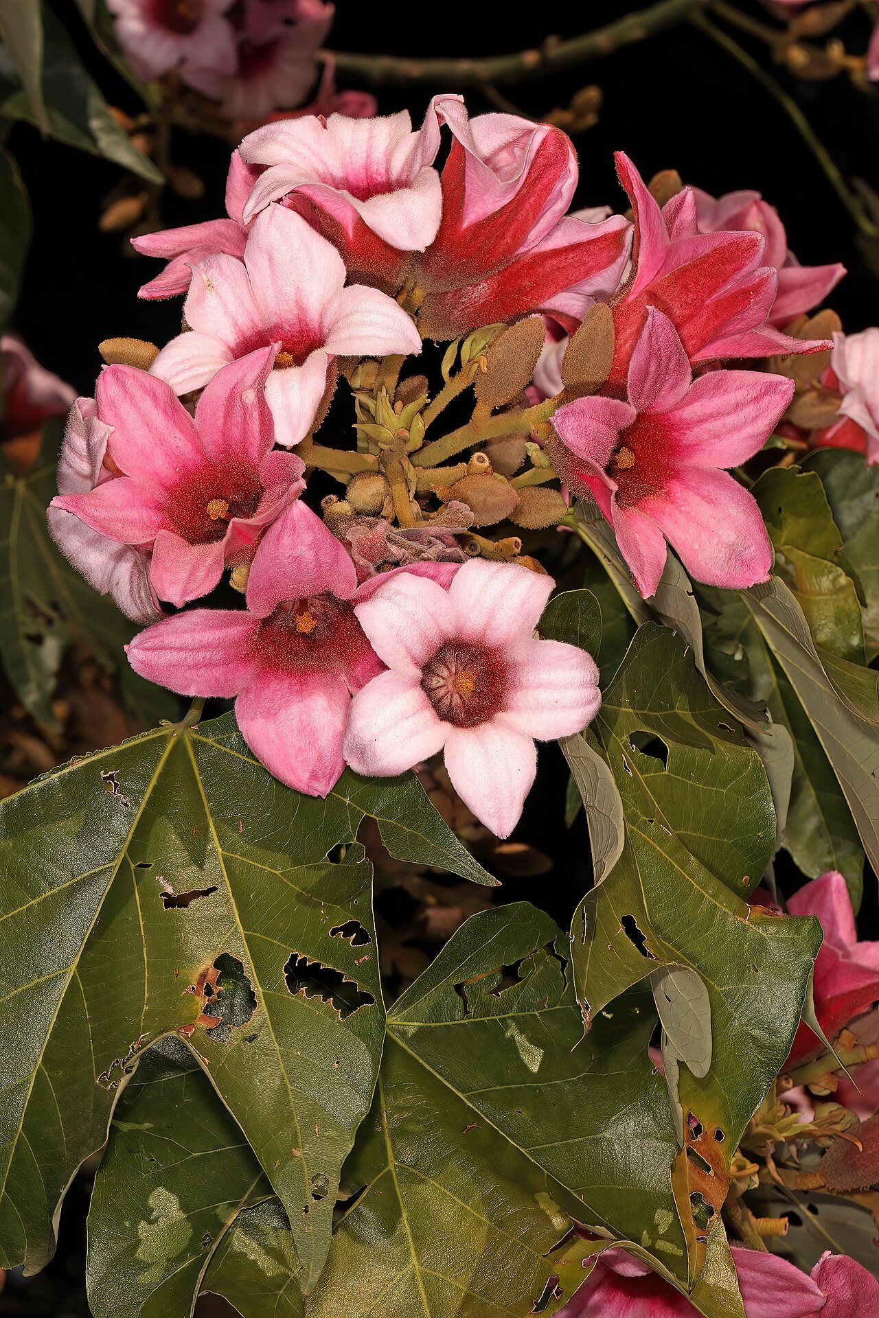 Pink flame tree: Brachychiton discolor , flowers; garden in Pretoria, Gauteng, South Africa