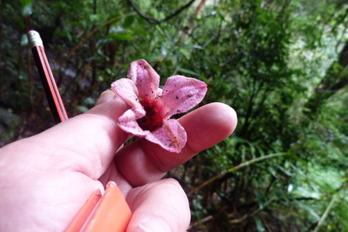 Pink flame tree (Brachychiton discolor)