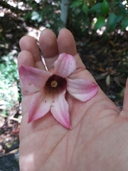 Pink flame tree (Brachychiton discolor)