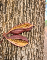 Brachychiton diversifolius (Brachychiton diversifolius)