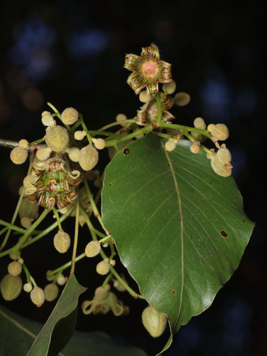 Brachychiton diversifolius (Brachychiton diversifolius)
