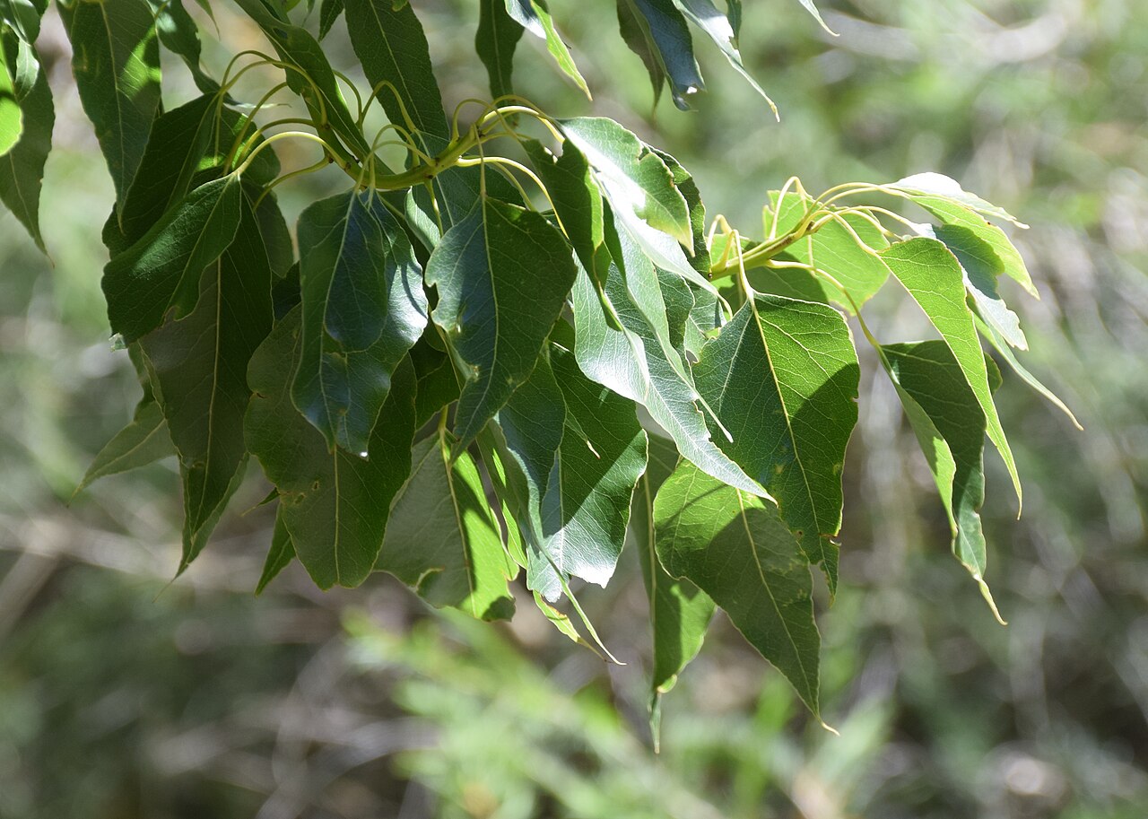 Brachychiton diversifolius: Brachychiton diversifolius in Dunedin Botanic Garden, Dunedin, New Zealand