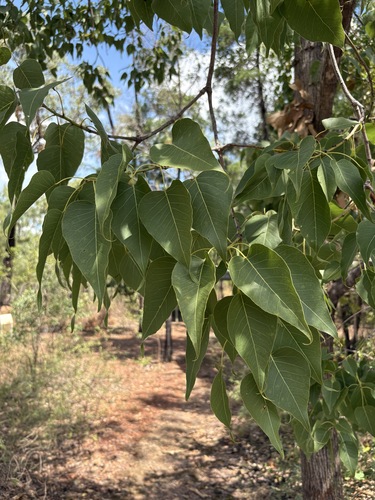 Brachychiton diversifolius (Brachychiton diversifolius)